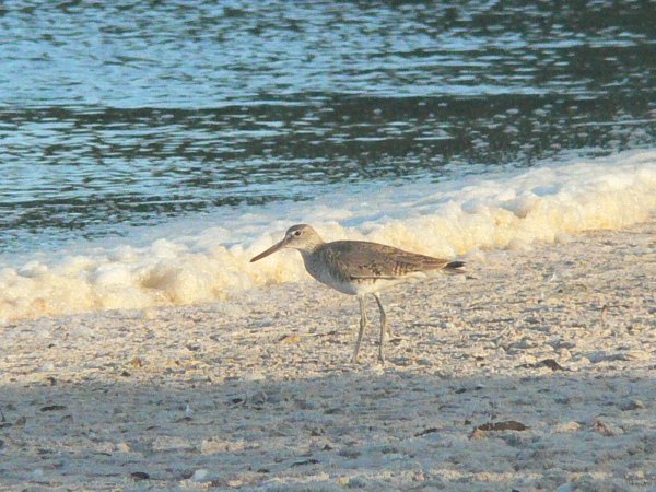 33- Heron dans la lagune 